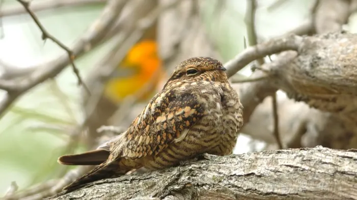 File:Chordeiles acutipennis - Lesser Nighthawk.jpg