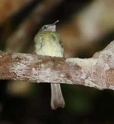 File:Hemitriccus zosterops - White-eyed Tody-Tyrant.JPG
