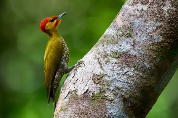 File:Yellow-throated woodpecker (Piculus flavigula).jpg