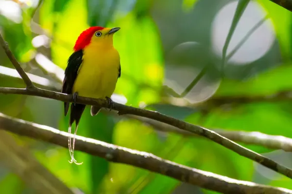 File:Pipra filicauda - Wire-tailed Manakin.jpg