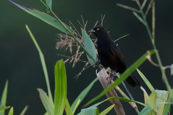 File:Agelasticus xanthophthalmus Pale-eyed Blackbird.jpg