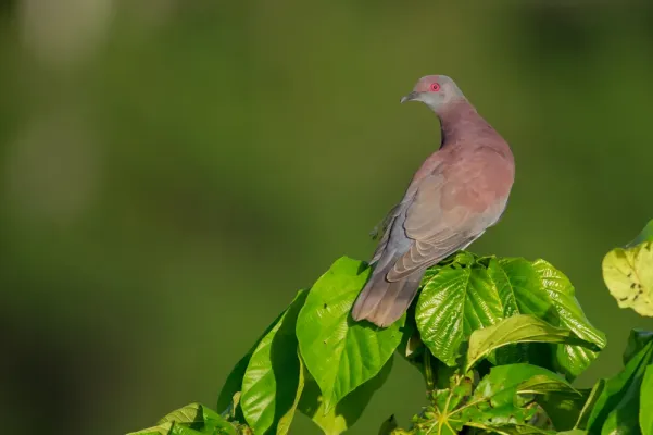 File:Patagioenas cayennensis, Pale-vented Pigeon.jpg