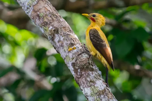 File:Celeus flavus, Cream-colored Woodpecker.jpg