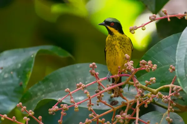 File:Dacnis flaviventer, Yellow-bellied Dacnis.jpg
