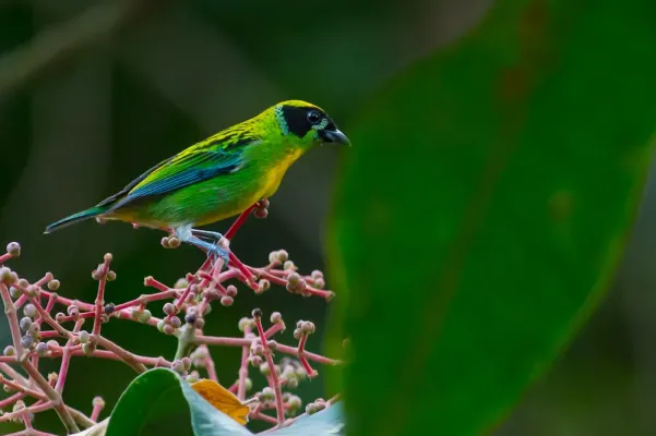 File:Tangara schrankii, Green-and-gold Tanager.jpg