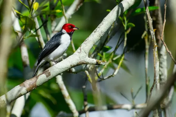 File:Paroaria gularis, Red-capped Cardinal.jpg
