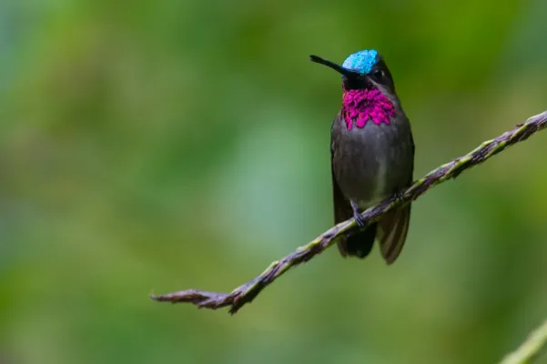 File:Heliomaster longirostris, Long-billed Starthroat.jpg