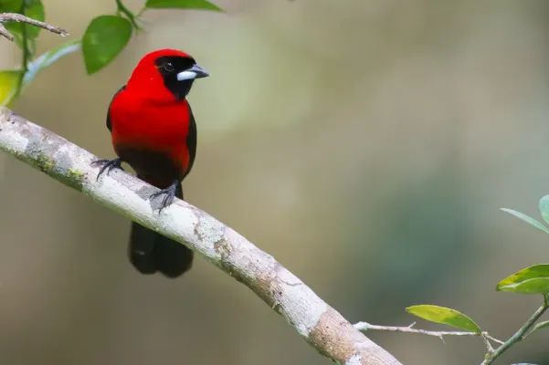 File:Ramphocelus nigrogularis, Masked Crimson Tanager.jpg