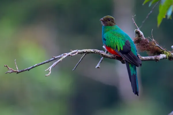 File:Pharomachrus auriceps, Golden-headed Quetzal.jpg