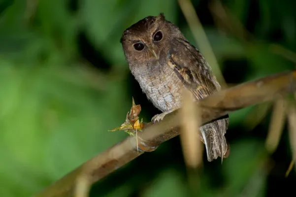 File:Megascops ingens, Rufescent Screech-Owl.jpg
