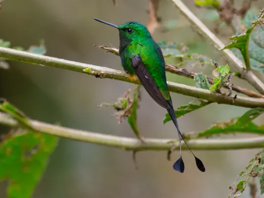File:Ocreatus addae (Rufous-booted Racket-tail), Paucartambo, Peru.jpg
