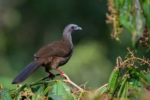File:Ortalis guttata, Speckled Chachalaca.jpg