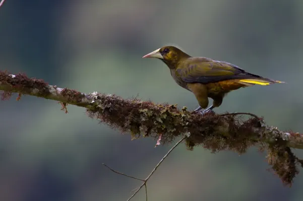 File:Psarocolius atrovirens, Dusky-green Oropendola.jpg