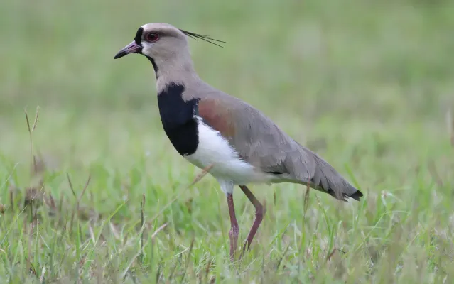 File:Vanellus-chilensis-001.jpg