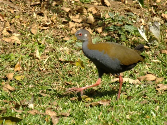 File:Aramides saracura.jpg