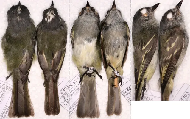 File:Not exactly Myiopagis olallai (15503418052).jpg