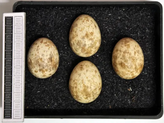 File:Lanius meridionalis MWNH 2307.jpg