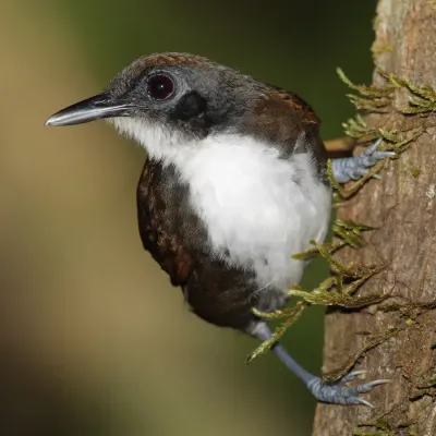 File:Gymnopithys-leucaspis-001.jpg