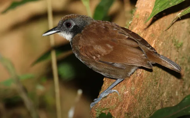 File:Gymnopithys-leucaspis-002.jpg