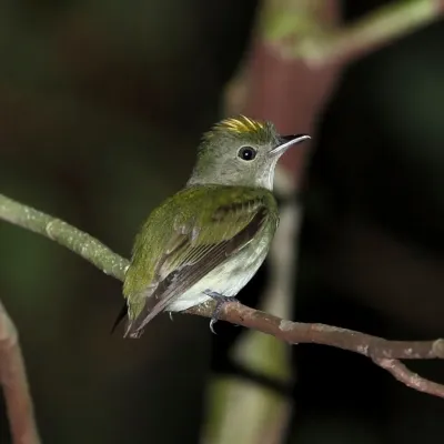 File:Tyranneutes virescens - Tiny tyrant Manakin.JPG