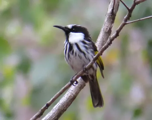 File:Phylidonyris niger 5049.jpg