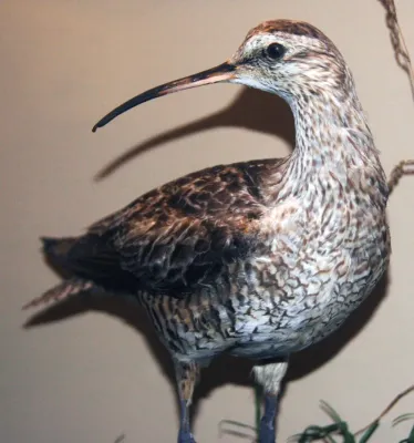 File:Numenius borealis (Eskimo curlew).jpg