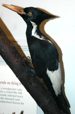 File:Campephilus principalis (ivory-billed woodpecker).jpg