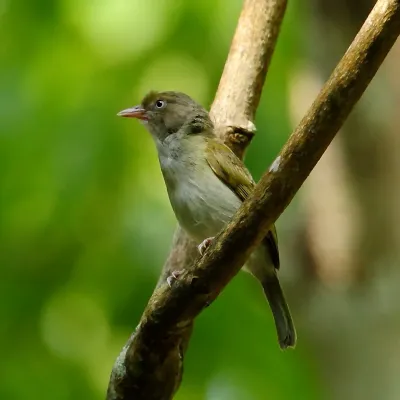 File:Hylophilus semicinereus - Grey-chested Greenlet.JPG