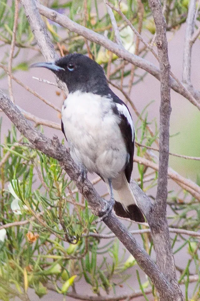 File:Knight, R. Certhionyx variegatus Oct 2009.jpg