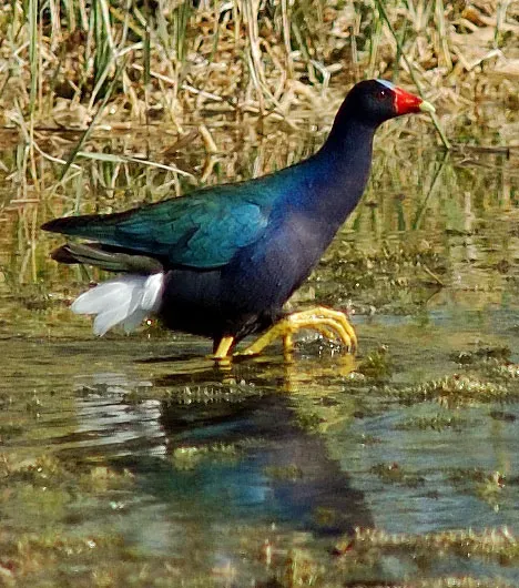 File:Porphyrio martinica.jpg