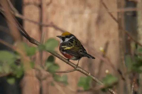 File:Chestnut-sided Warbler (Setophaga pensylvanica), Male 03.jpg