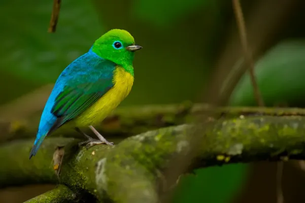File:Chlorophonia cyanea Blue-naped Chlorophonia.jpg