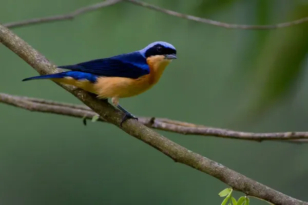 File:Pipraeidea melanonota, Saíra-viúva, Fawn-breasted Tanager.jpg