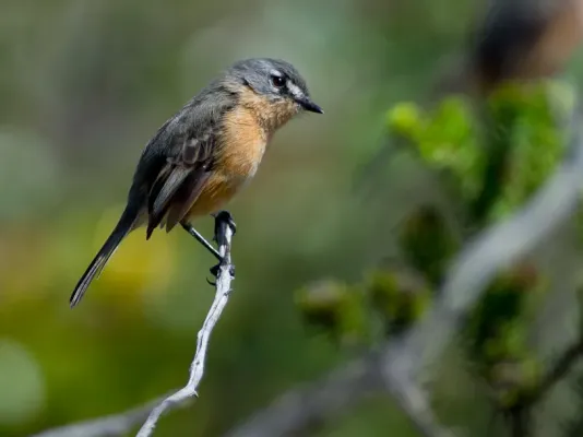 File:Rufous-sided Pygmy-tyrant Euscarthmus rufomarginatus.jpg