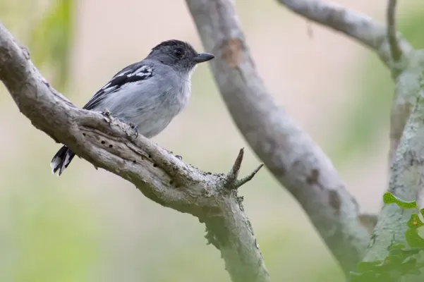File:Planalto Slaty-antshrike Thamnophilus pelzelni.jpg