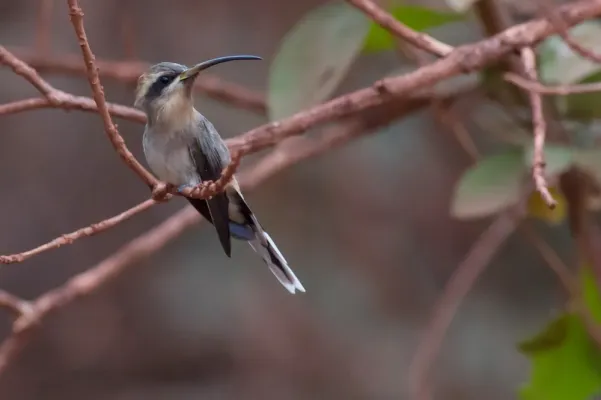 File:Broad-tipped Hermit Anopetia gounellei.jpg