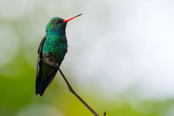 File:Chlorostilbon lucidus Glittering-bellied Emerald, Petrópolis, Rio de Janeiro, Brasil.jpg