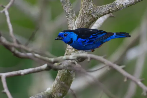 File:Tangara velia Opal-rumped Tanager.jpg