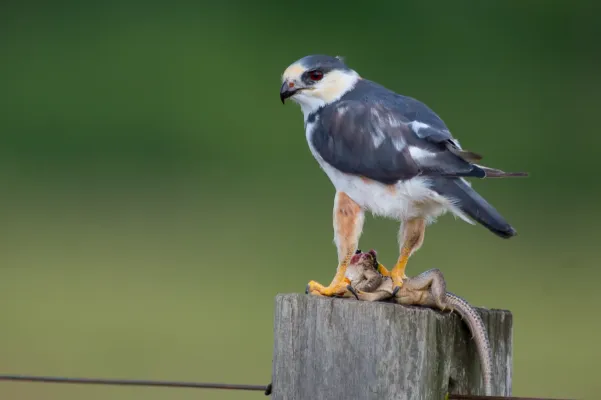 File:Gampsonyx swainsonii Pearl Kite.jpg