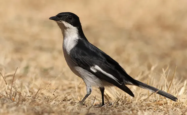 File:Fiscal Flycatcher, Sigelus silens - male, at Suikerbosrand Nature Reserve, Gauteng, South Africa.jpg