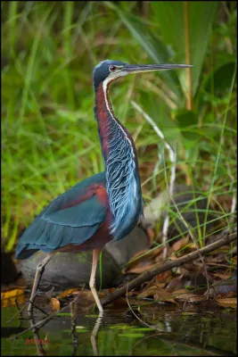 File:Agami Heron (Agamia agami).jpg