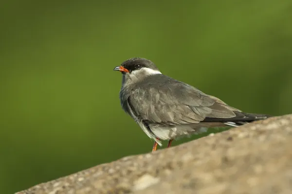 File:Rock Pratincole (Glareola nuchalis).jpg