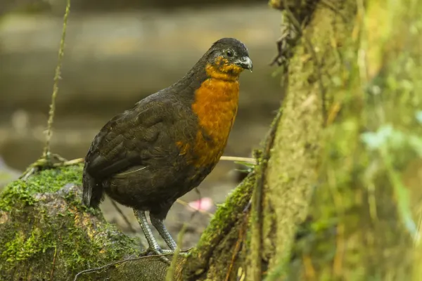 File:Dark-backed wood quail (Odontophorus melanonotus).jpg