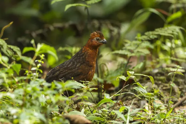 File:Chestnut wood quail (Odontophorus hyperythrus).jpg