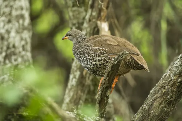 File:Hildebrandt's francolin (Pternistis hildebrandti).jpg