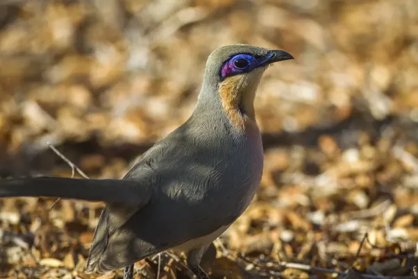 File:Running coua (Coua cursor).jpg