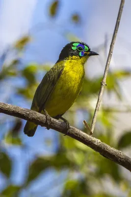 File:Schlegel's asity (Philepitta schlegeli).jpg
