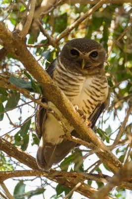 File:White-browed Owl (Athene superciliaris), Madagascar.jpg