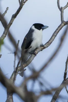 File:Lafresnaye's vanga (Xenopirostris xenopirostris).jpg