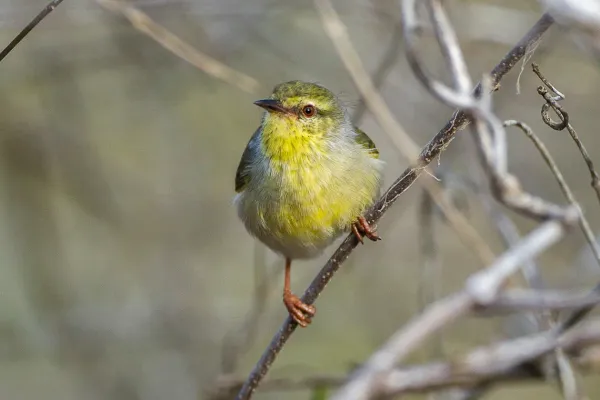 File:Stripe-throated jery (Neomixis striatigula).jpg